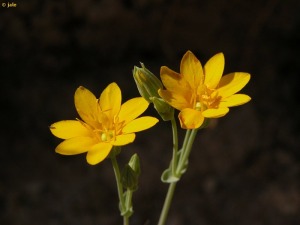 Vivero forestal El Valle