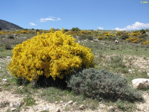 Fuente Mellinas