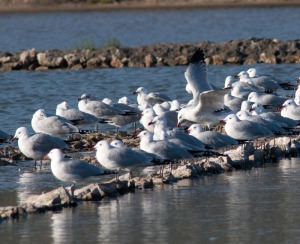 Gaviotas de Audouin en las Salinas del Rasall