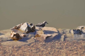 Los limcolas buscan refugio durante el invierno en las Salinas del Rasall