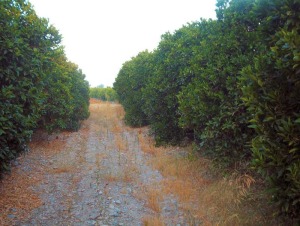 Huerto de ctricos en Alhama