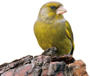 Verdern (Carduelis chloris)