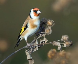 Jilguero (Carduelis carduelis)