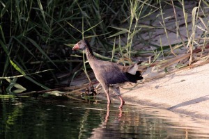 El acondicionamiento de estos humedales es esencial para el futuro de las aves acuticas que en ellos habitan