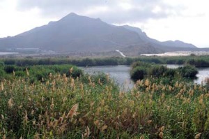 Estos ambientes acuticos constituyen pequeos oasis de vida