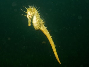 Caballito de Mar del Mar Menor en su hbitat