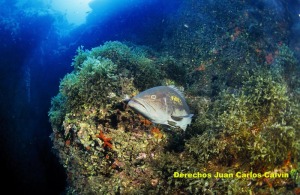 Figura 2. Los peces son un grupo muy importante en todo el entramado de la vida en el mar