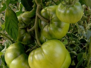 Tomates verdes