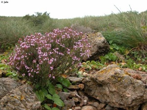 Campillo de Adentro-Cabo Ti�oso