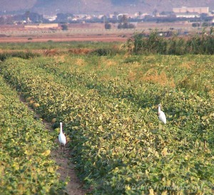 Garcillas bueyeras en un huerto