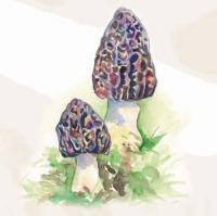 Morchella conica (Cagarria)