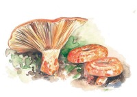 Lactarius deliciosus (Nzcalo)