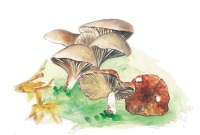 Pleurotus eryngii (Seta de cardo)