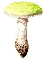 Amanita phalloides (Oronja verde)