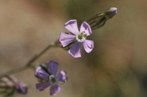 La cuenca mediterrnea es una zona de gran importancia florstica