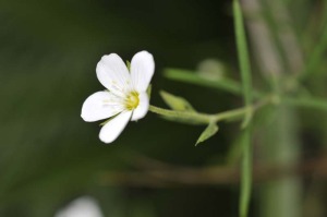 Tambin ser repuesta la vegetacin propia de cada zona