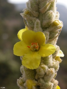 Collado Bermejo (Sierra Espua)