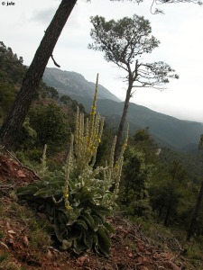 Collado Bermejo (Sierra Espua)