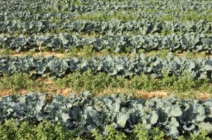 Campos de cultivo de El Estrecho (Fuente lamo) 