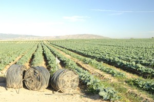 Las Caadas (Alhama) 