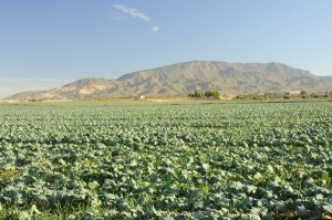 Las Caadas (Alhama) 