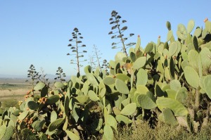 Las Caadas (Alhama) 