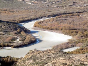 Bosque de tarays en Santomera