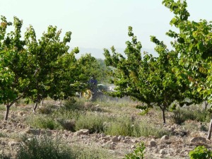 Fumigacin de frutales de hueso 