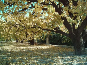 Paisaje de huerta tradicional [Vegas y Regados]