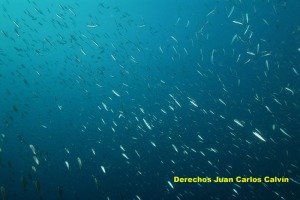 Figura 2. Las aguas de los ocanos constituyen un inmenso volumen donde flotan infinidad de organismos de todos los tamaos