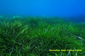 Figura 3. El paisaje pradera de Posidonia oceanica presenta el mismo buen aspecto en todo el tramo