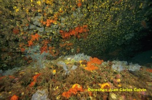 Figura 5. Paisaje cuevas, extraplomos y grietas en Cabo Cope