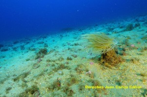 Figura 11. Aspecto del paisaje fondos detrticos sin desarrollo de algas calcreas de vida libre