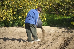 Agricultor en un huerto de La Algaida (Archena) 