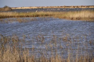 Salinas de San Pedro 