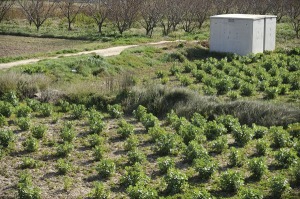 Torre del Junco 