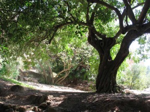 El algarrobo, que protege la entrada al tesoro escondido del estrecho de la Agualeja 