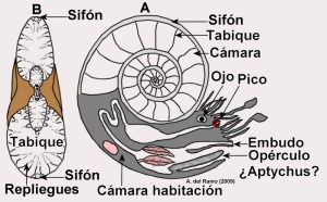 A: Reconstruccin de una seccin longitudinal de un ammonites. B: Seccin transversal de una concha de ammonites 