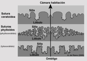 Lneas de sutura de dos rdenes de ammonites. Silla: repliegue del tabique hacia la cmara habitacin. Lbulo: repliegue hacia atrs. 