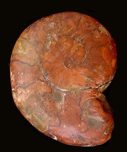 Seccin de un ammonites donde se aprecian muy bien los tabiques que dividen la concha transversalmente. 