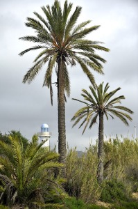 Palmeras de El Alamillo 