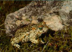 Sapo Corredor (Fauna de los Humedales)