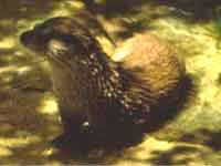 Nutria (Fauna de los Humedales)