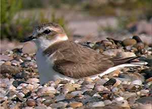 Chorlitejo Patinegro (Fauna de los Humedales)