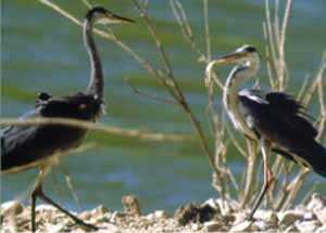 Garza Real (Fauna de los Humedales)