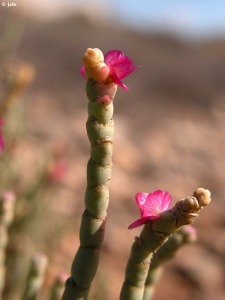 Faro de Puerto de Mazarr�n
