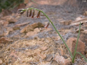 El Puntarrn