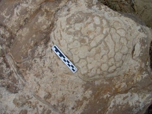 Detalle de un Palaeodictyon. Son galeras en forma de panal excavada por un invertebrado marino 