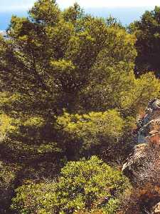 nicos Ejemplares de Madroo en el Cabezo del Horno en Calblanque