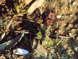 Flor de la Caramulla en Calblanque